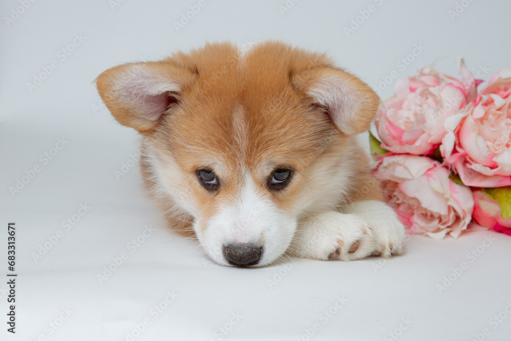 cute welsh corgi puppy with flowers  on white  background, calendar, cute pet