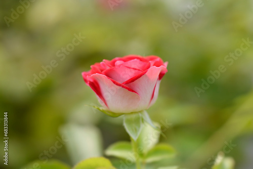 Rose Schone Koblenzerin flower