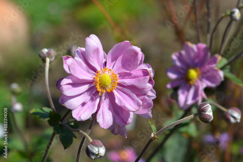 Bild auf Leinwand Japanese anemone Queen Charlotte flowers