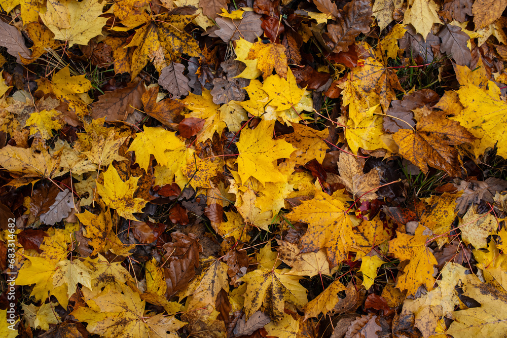 Variety of autumn leaves on a forest floor. Top view, no people