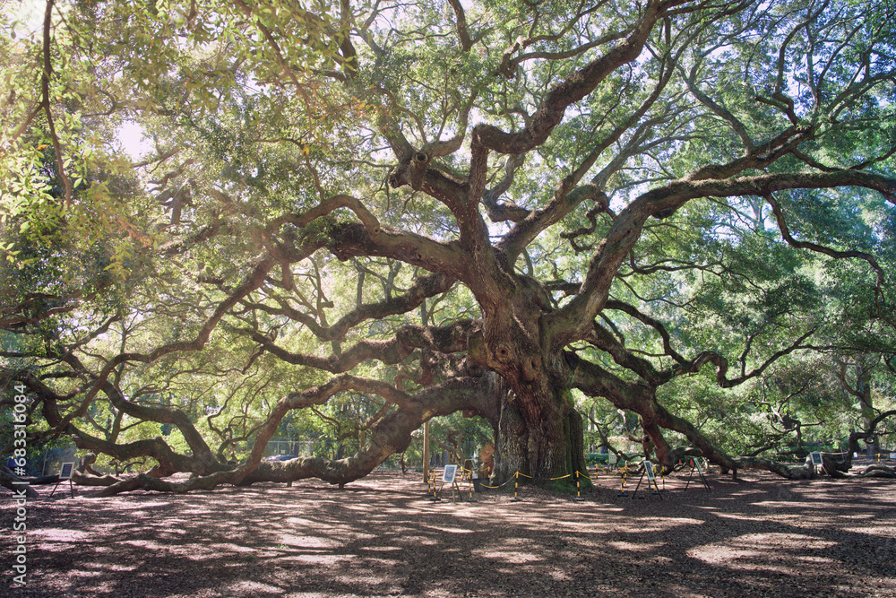 Naklejka premium Angel Oak Tree