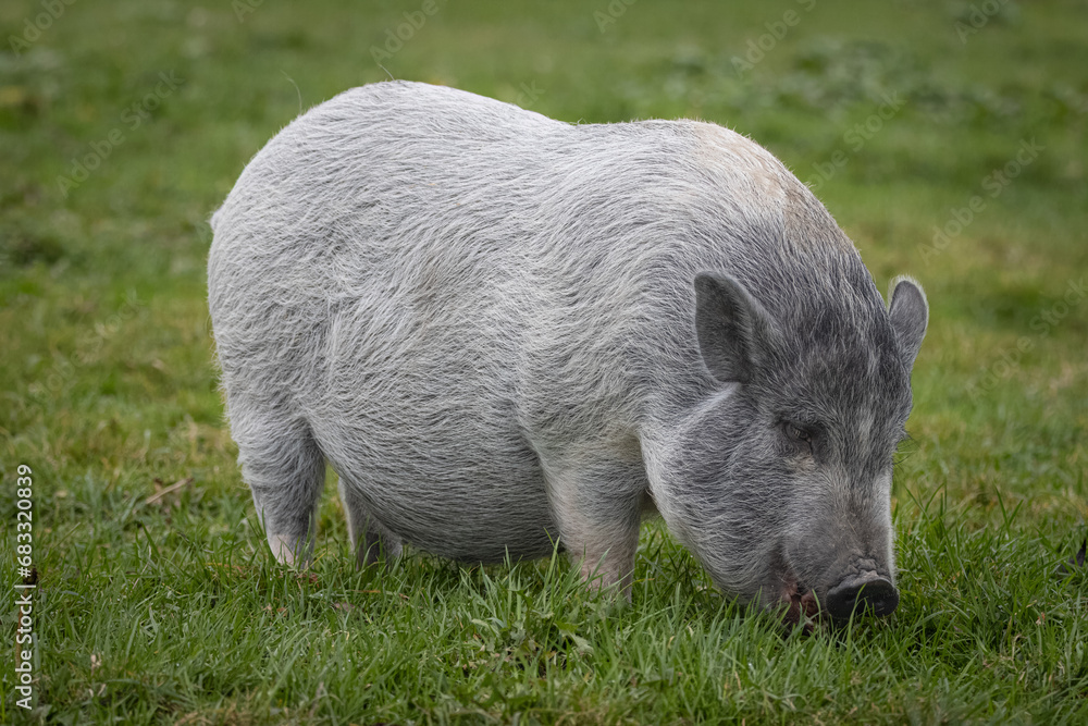 A grey female mini pig stands on the green grass and eats towards the camera lens. A pig with grey fur close-up portrait stands on green grass. A grey female mini pig stands on the green grass and eats towards the camera lens. A pig with grey fur close-up portrait stands on green grass.