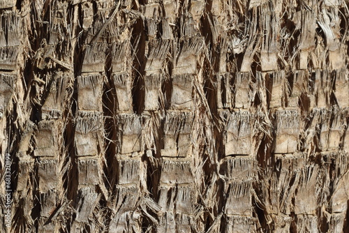 bark of texture of Washingtonia filifera, also known as desert fan palm, California fan palm, or California palm