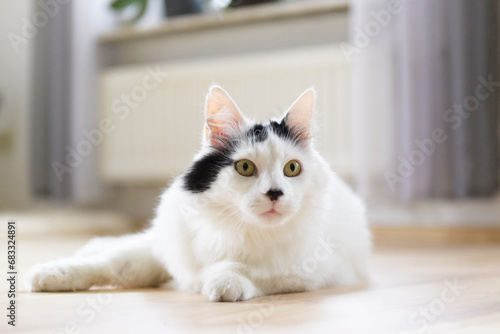 Liegende schwarz-weiße Türkische Angora Katze © Heidi Bollich