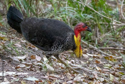A male Australian Brushturkey (Alectura lathami) on the move while foraging on the ground, its yellow neck pouch contrasting with the black plumage and red neck.