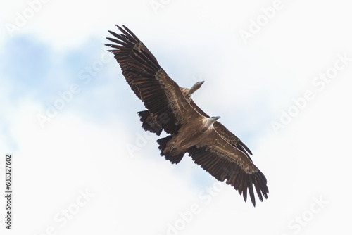 le vol de 2 aigles au dessus des Gorges du Verdon en France