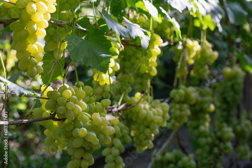 Ripe juicy grapes grown in a vineyard