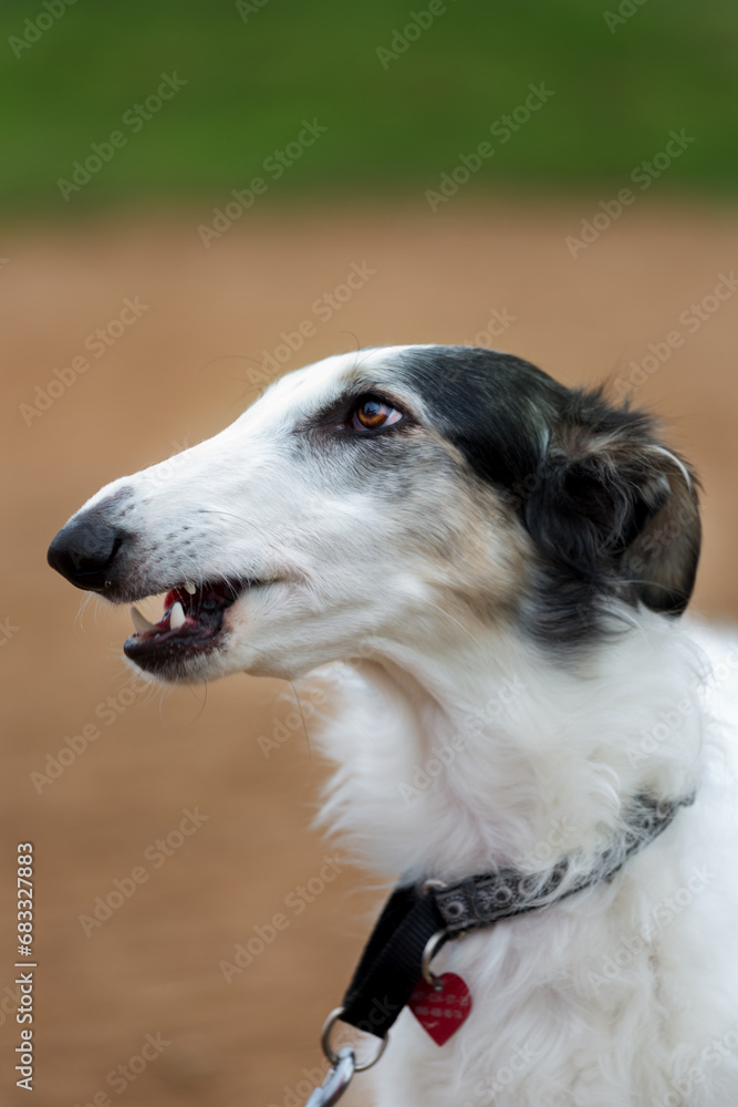 Profile Portrait of Russian Borzoi dog outside. Profile Portrait of Russian Borzoi dog outside.