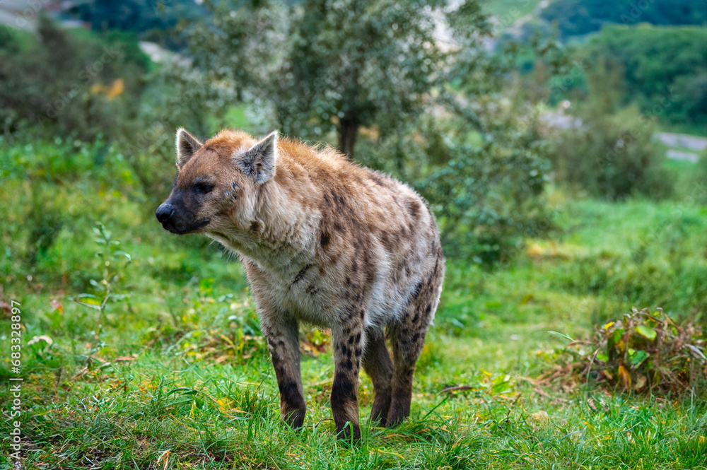 Spotted Hyena Spotted Hyena