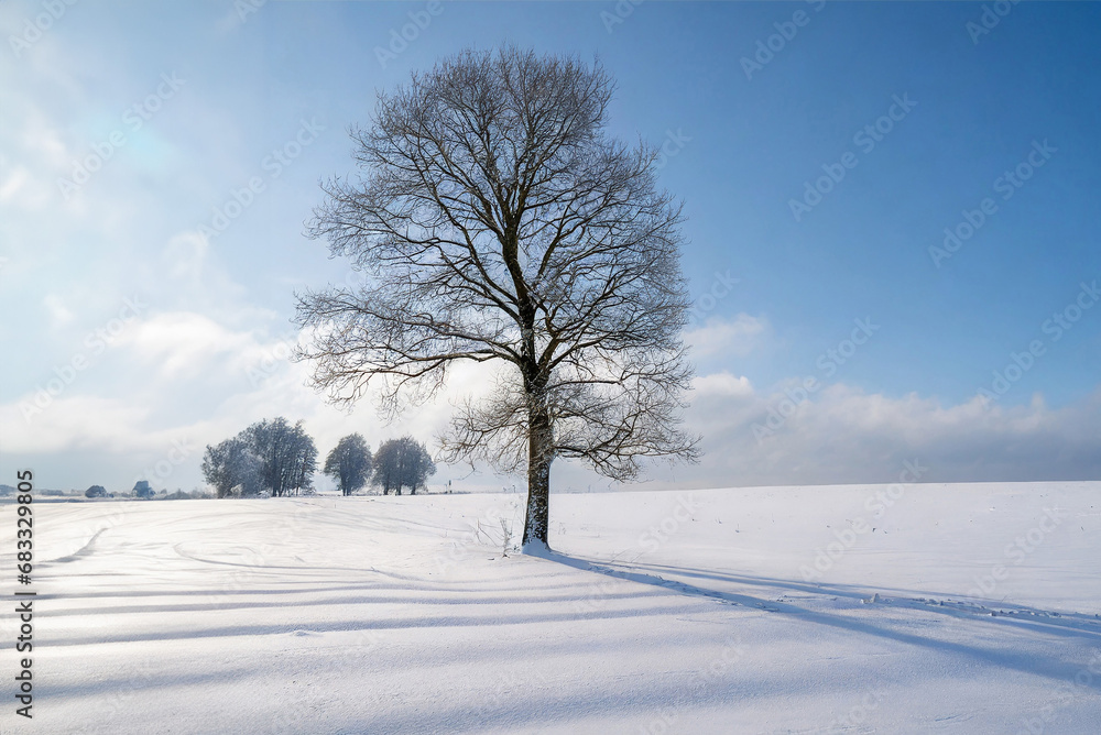 Lonely tree on a snowy field. Winter landscape with blue sky.