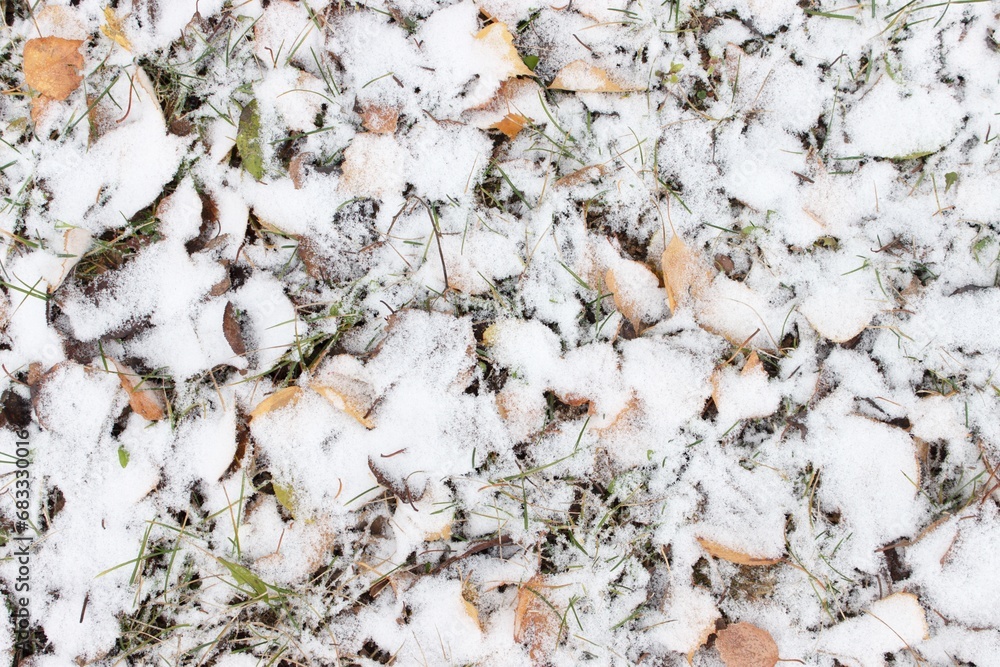 Yellow fallen birch leaves on the snowy ground Yellow fallen birch leaves on the snowy ground