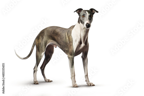 Image of greyhounds dog on white background. Pet. Animals.