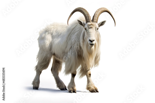 Image of mountain goat on white background. Wildlife Animals.