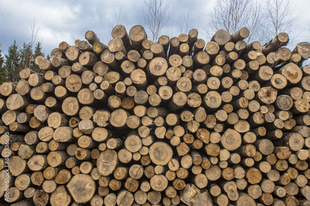 Sawn trees in the forest on the side of the road. Firewood for winter Soft selective focus.