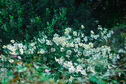 Fotografie 白い花の群生