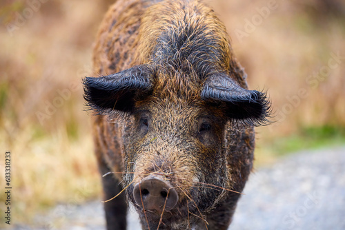 breed pig (Mangalita) in a field, raised in freedom. © czamfir