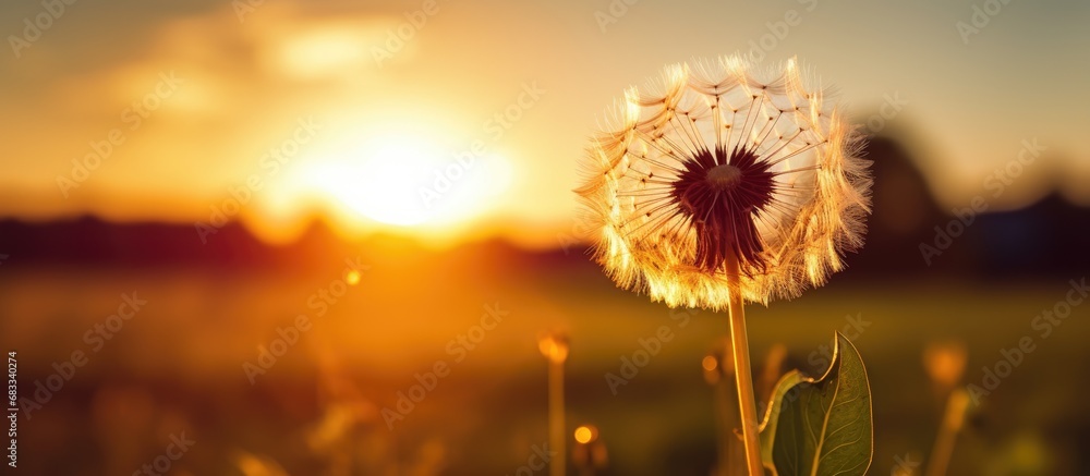 Sunset with dandelion in nature
