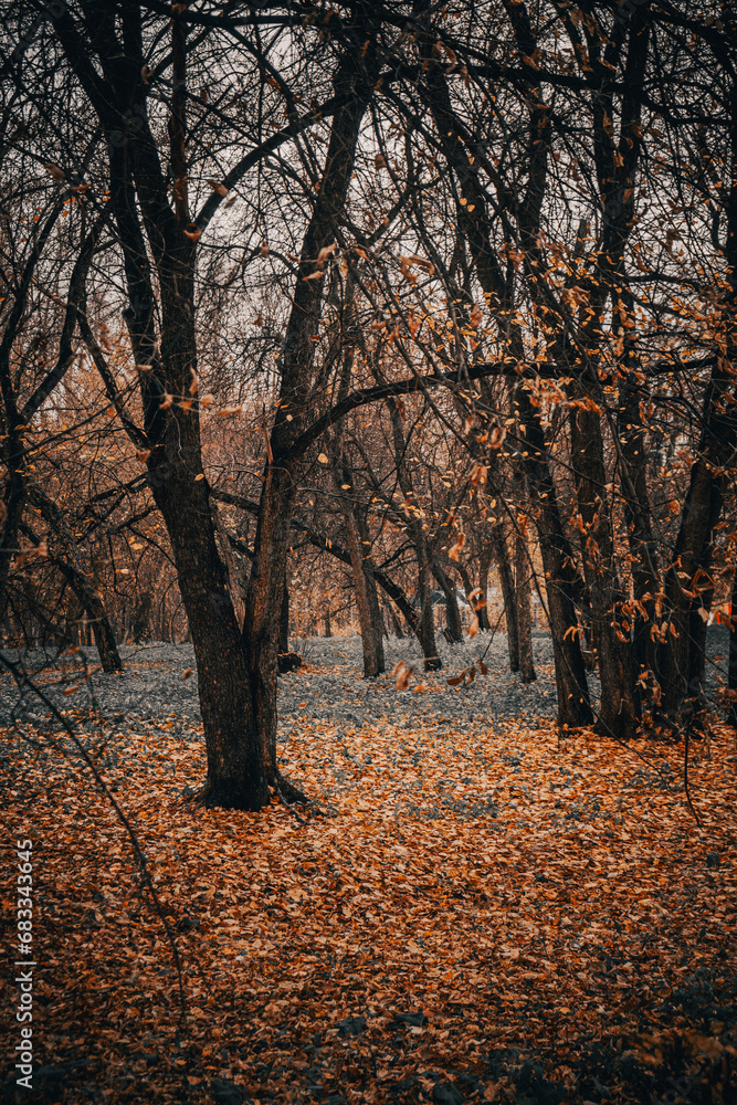 Fototapeta premium Autumn landscape with trees and fallen leaves in the park. Selective focus.