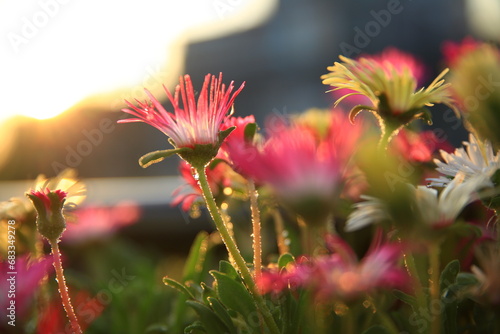 flowers with blurry background at sunset, hope, spring bloom, Cleretum bellidiforme photo