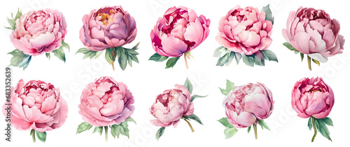 Set of watercolor peony flowers. Botanical illustrations photo