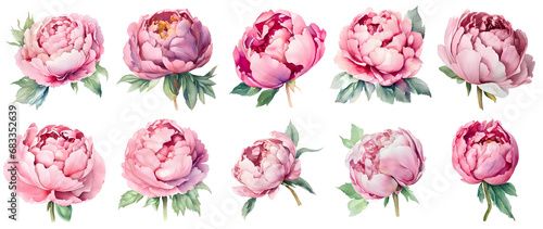 Fototapeta Naklejka Na Ścianę i Meble -  Set of watercolor peony flowers. Botanical illustrations