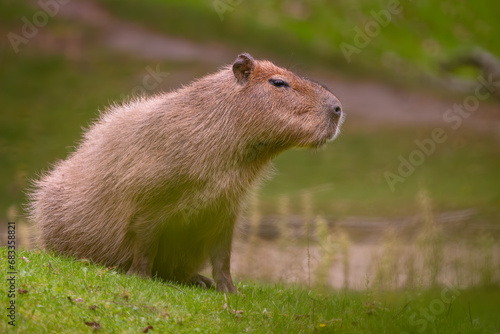 Capybara - Hydrochoerus hydrochaeris, giant rodent from Central and South American savannas, swamps and grasslands, Gamboa, Panama.