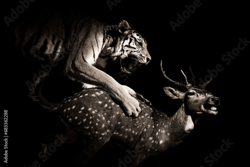 Tiger hunting and catching a chital or cheetal, indian deer.  Taxidermy animals.
