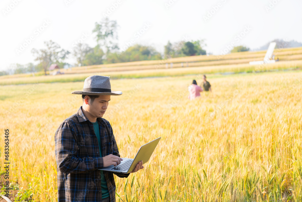 Agronomists examine and compare ripe wheat with young wheat. bountiful harvest concept Farmer with digital tablet in hand to check using technology Agronomists examine and compare ripe wheat with young wheat. bountiful harvest concept Farmer with digital tablet in hand to check using technology