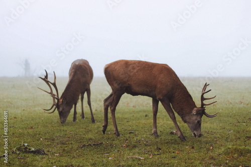 Red deer in the fog  Calke Abbey  Derbyshire