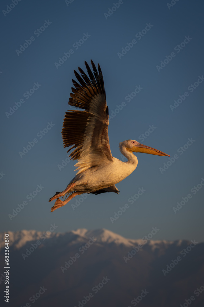 Obraz premium Great white pelican flies over snow-capped mountains