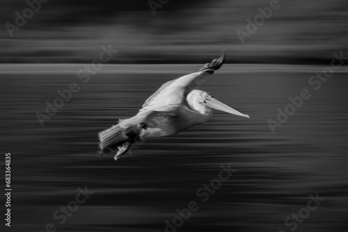 Mono slow pan of pelican crossing lake