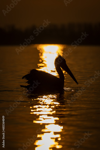 Pelican crosses reflection of sun on lake