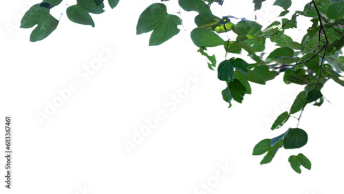 Image of ornamental plants. Die cut, white background, isolated.