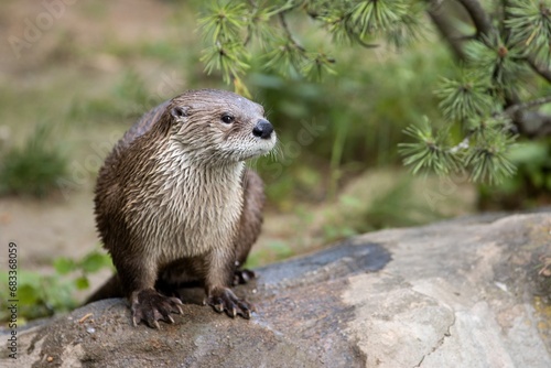 otter on a rock