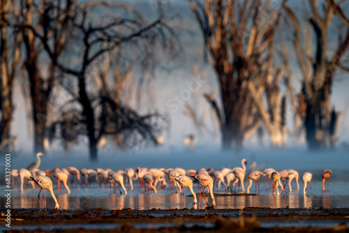 Nakuru national park, The lesser flamingo is the smallest species of flamingo