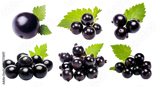 Blackcurrant black currant cassis Ribes nigrum, many angles and view side top front group bunch isolated on transparent background cutout, PNG file. Mockup template for artwork graphic design © Sandra Chia
