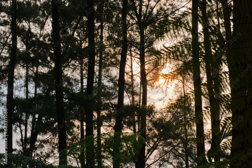 Fototapeta premium Golden Afternoon Light Amongst Trees