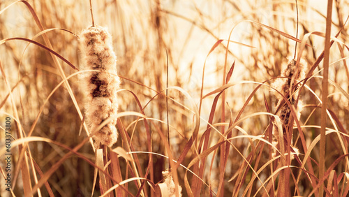 nature in the morning