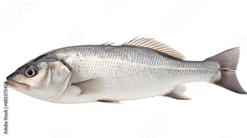 One fresh sea bass fish isolated on white background