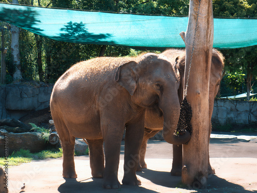 Photography Indian elephants eating at Auckland Zoo