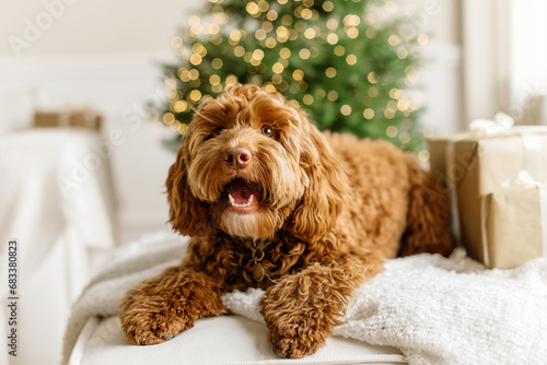 Close up portrait of a young brown labradoodle dog is proudly sitting in front a decorated christmas tree. Cute puppy play at home, new year decorated interior.