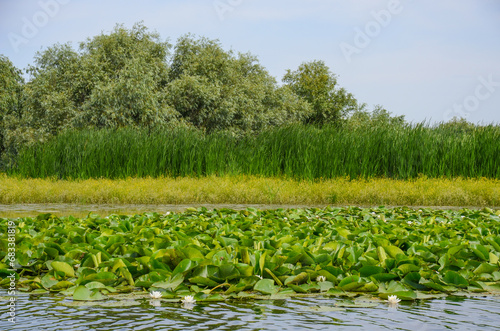 Water landscape vegetation - Delta Dunarii Romania photo