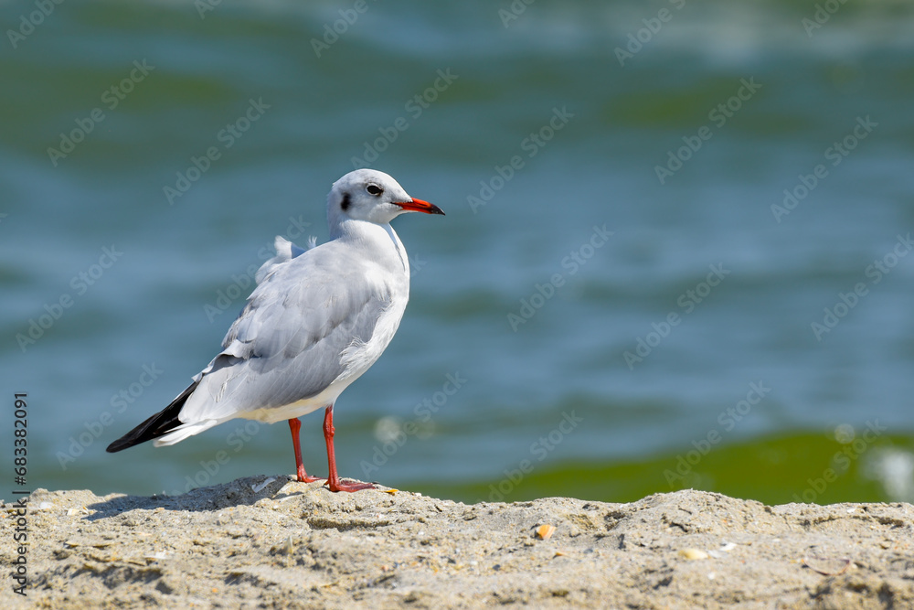 seagull on the beach, the sea in background seagull on the beach, the sea in background