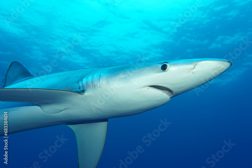 Wallpaper Mural Blauhaie, Azoren Torontodigital.ca