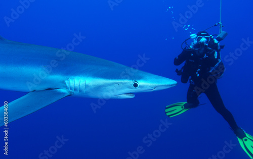 Wallpaper Mural Blauhaie, Azoren Torontodigital.ca