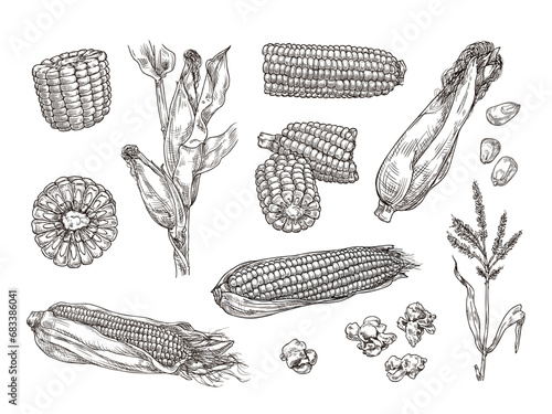 Hand drawn sweet corn. Maize plant engraving, corn cobs and sketch popcorn isolated vector illustration set