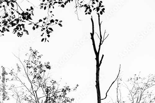 black tree branches with leaves silhouettes on white background. Minimalist landscape.