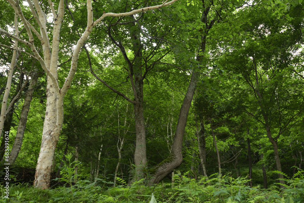 Fototapeta premium 北海道の雑木林