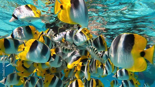 Banc de poisson papillons sur la barriere de corail a borabora 