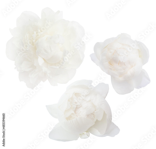 White peony flower isolated on white background. photo